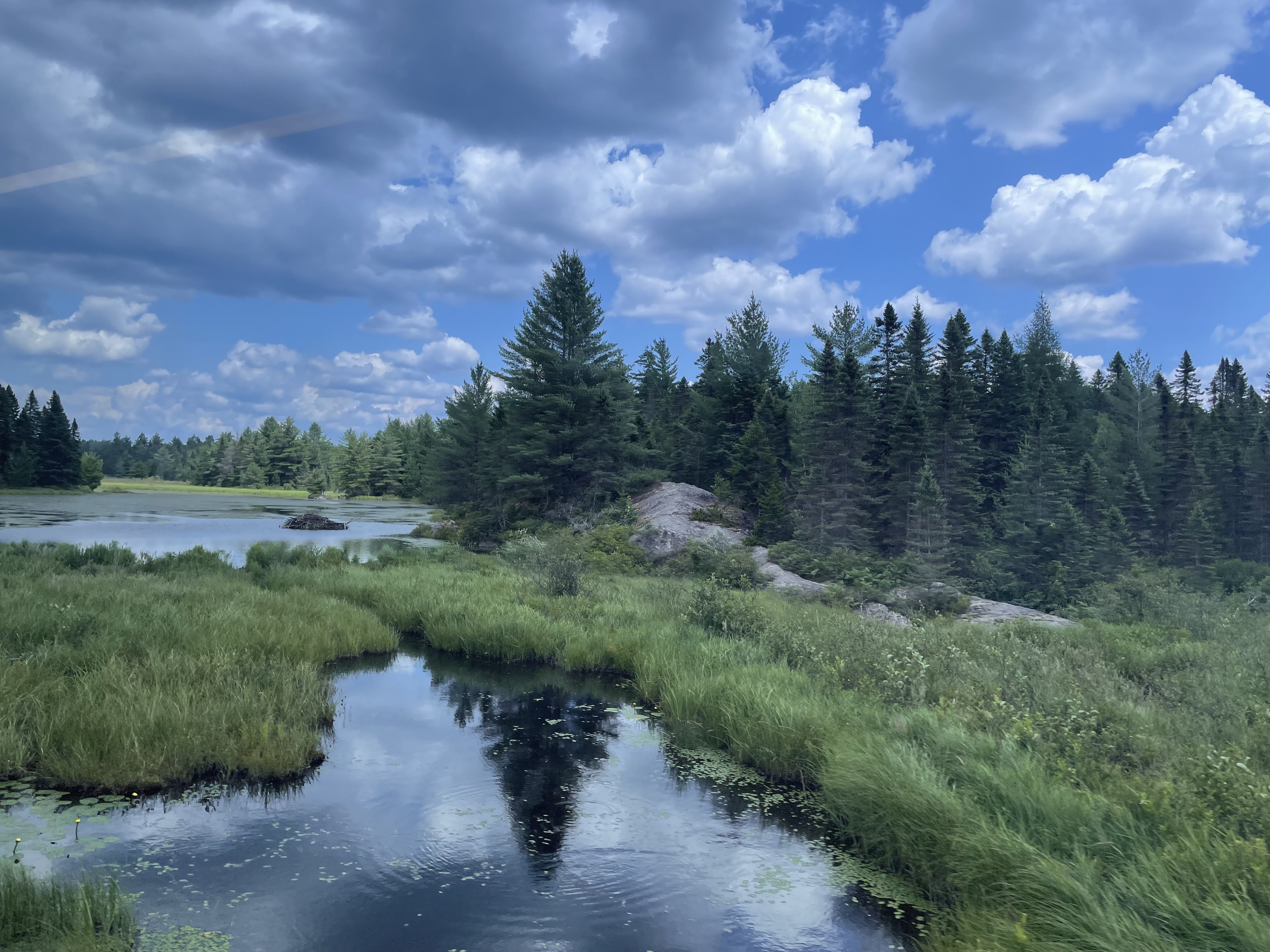 An Adirondack scene of spruce trees, rock outcrops, and a wetland area with a beaver dam, under a blue sky with white clouds