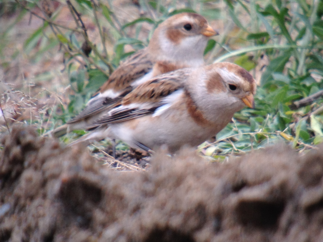 Snow Buntings