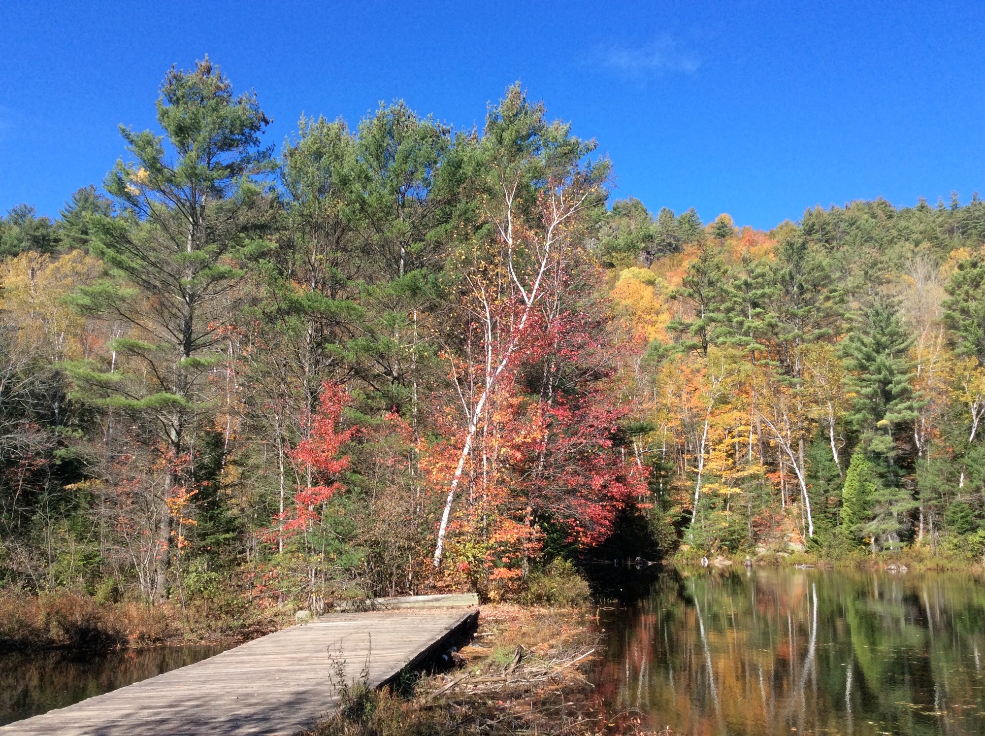 Hammond Pond Wilderness Area, with colorful autumn leaves in a mixed deciduous and evergreen forest.