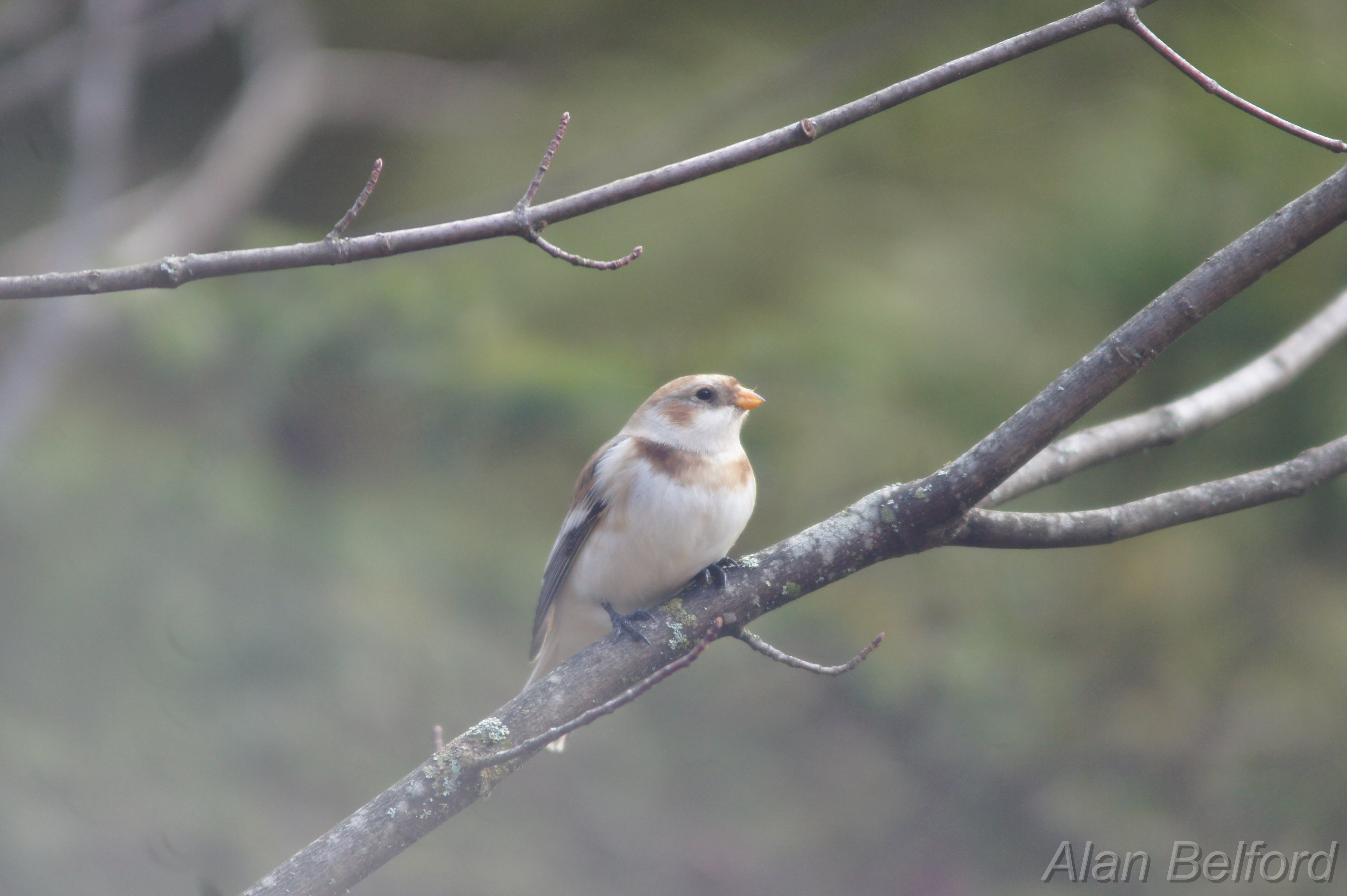 Snow Bunting