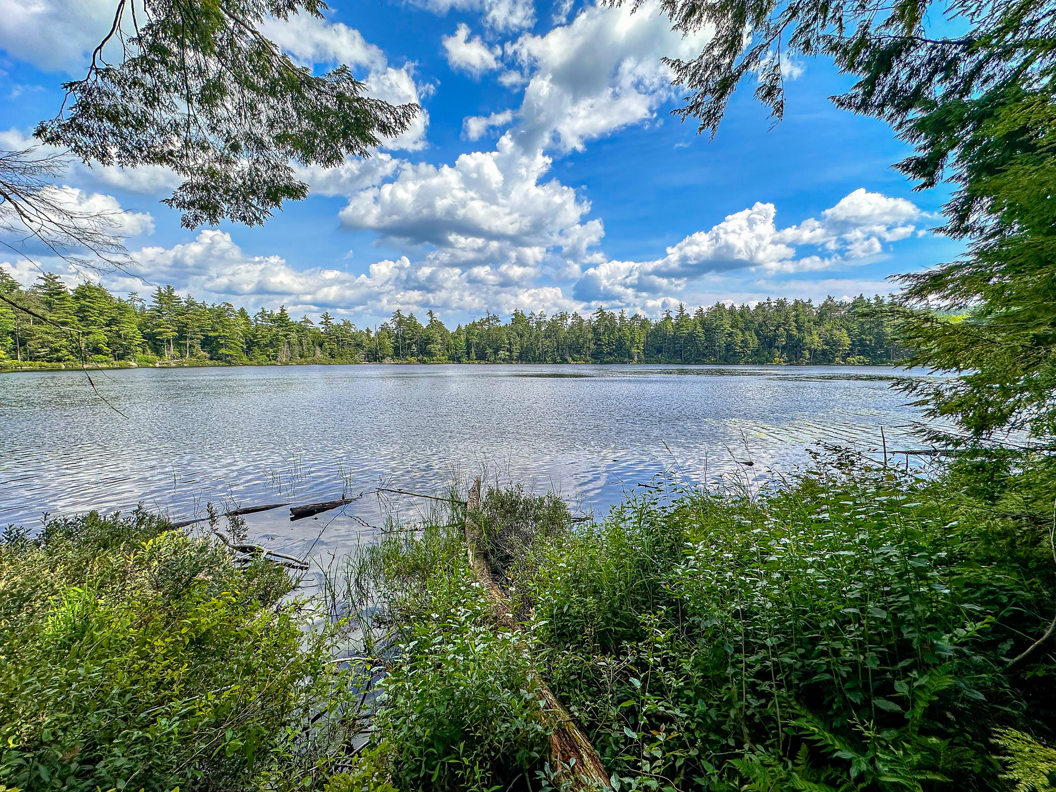 A blue sky with a few clouds over an undeveloped pond surrounded by evergreen trees.