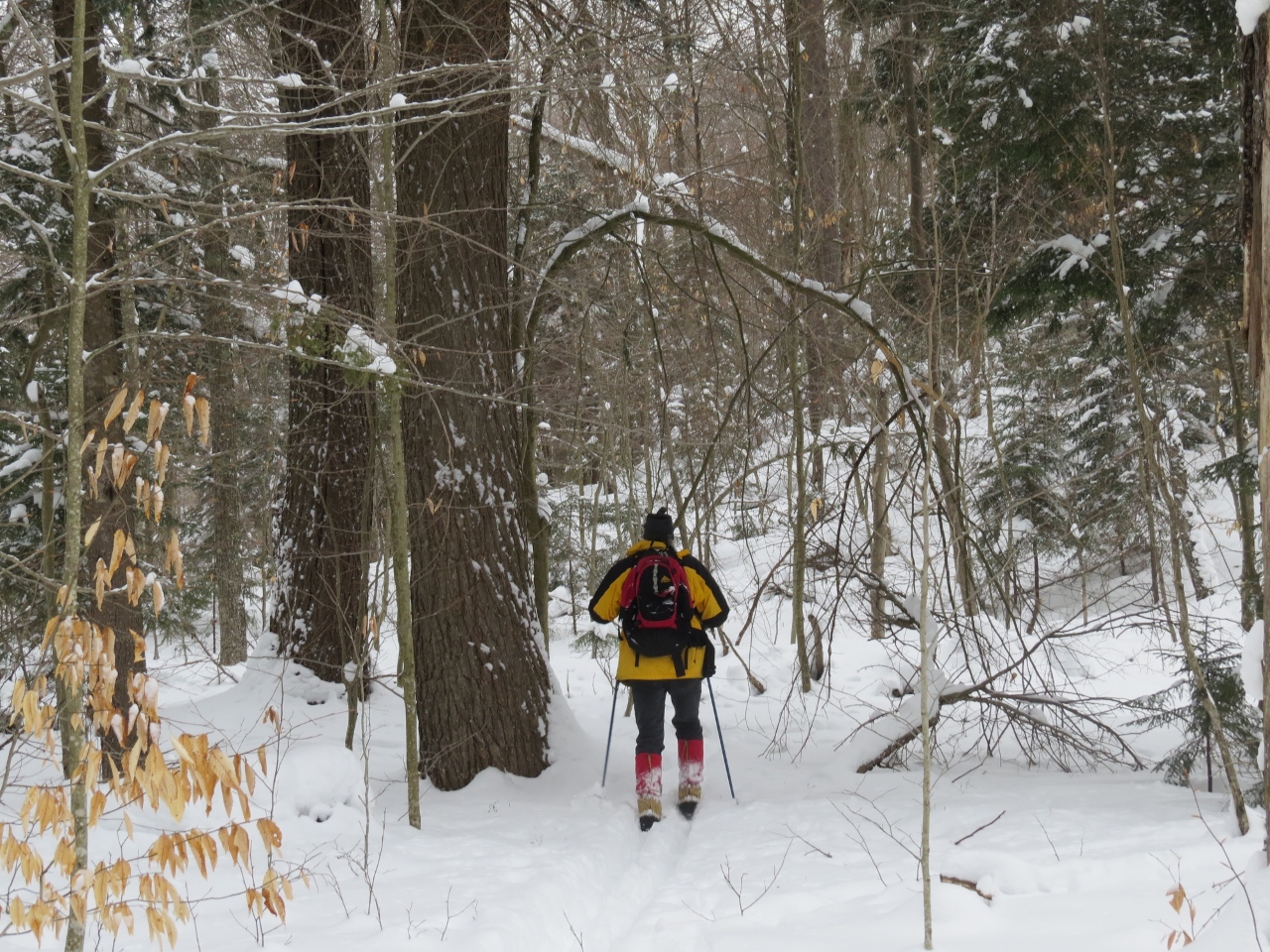 A huge hemlock along the Three-Brook Loop Ski Trail